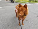 宠号狗狗绝育服母犬绑带款手术服断奶衣服小中大型犬金毛柯基泰迪比熊 粉色（四季纯棉 绝育仅母犬可用） L 建议20-40斤 实拍图
