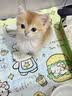 涴喵 纯种宠物猫咪活体金银渐层幼猫全程辅助养猫签订合同双重保障 【金渐层猫】 2026-10-01 - 宠物级 实拍图