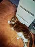 SMARTTAIL宠物猫咪饮水机智能无线喂水器自动循环不插电无线感应猫咪饮水机 实拍图