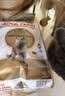皇家猫粮 英短成猫粮 BS34 通用粮 12月以上 2KG 实拍图