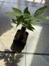 水培植物铁树小盆栽办公室内微景观桌面创意好养易活绿植花卉盆景 发财树盆栽 舍得盆加底托 高度15-25cm 实拍图