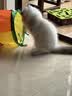 欢宠网猫玩具猫咪猫隧道彩虹钻洞袋子迷宫通道逗猫自嗨神器解闷猫猫小猫 实拍图