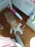 petlimit宠物p链p绳狗狗牵引绳遛狗绳子小中大型训犬防爆冲随行牵引1.5米  实拍图