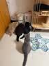 皇家猫粮 英短成猫粮 BS34 通用粮 12月以上 10KG 实拍图