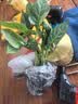 北蔬 辣椒苗青椒菜椒蔬菜苗活苗带土秧苗 绿青椒苗6棵源头直发包邮 实拍图