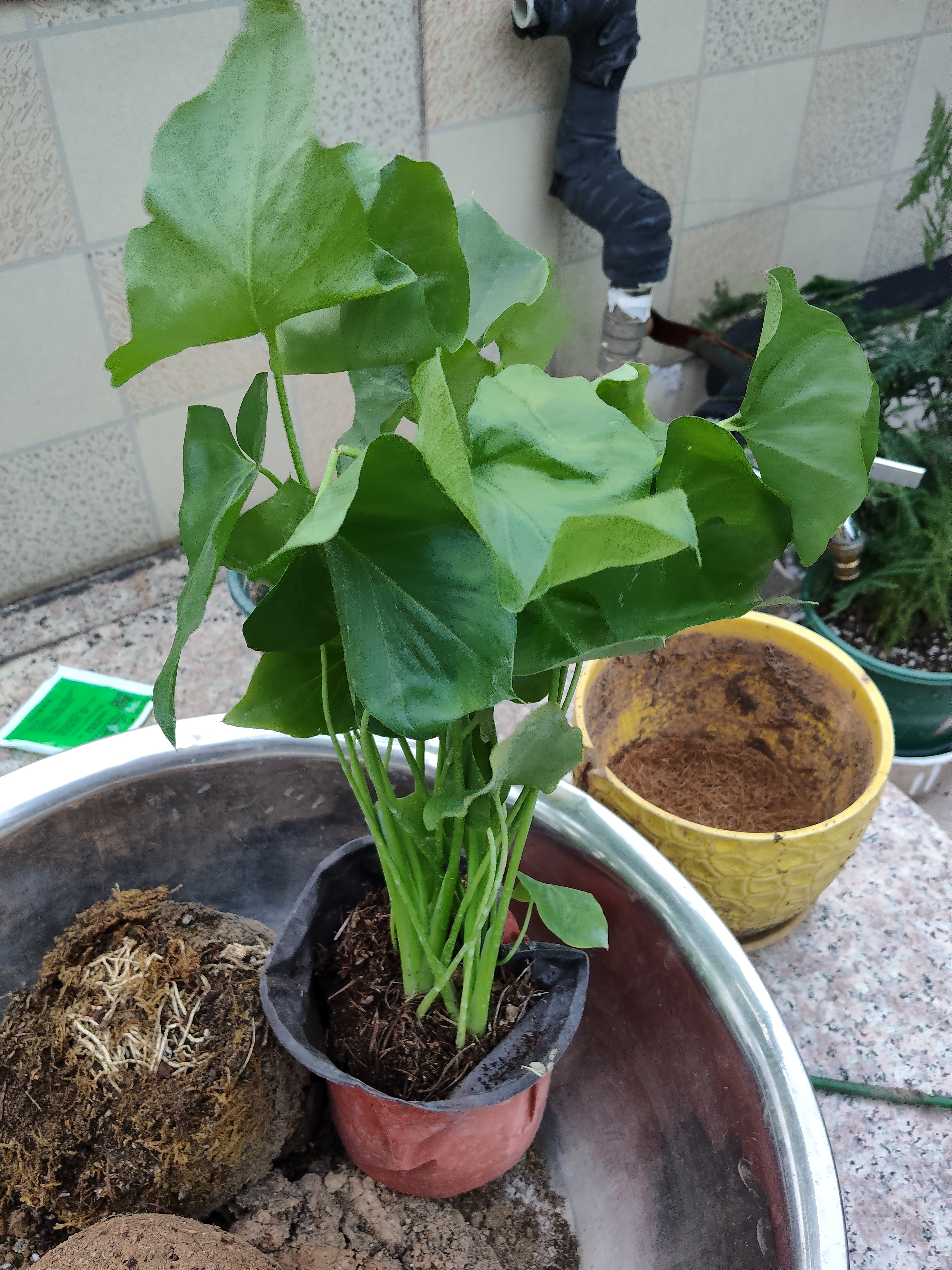 年宵花富贵竹龙鳞春羽水培植物春节过年装饰绿萝盆栽花卉绿植年货 精品春羽20-25cm【3棵】送营养液 实拍图
