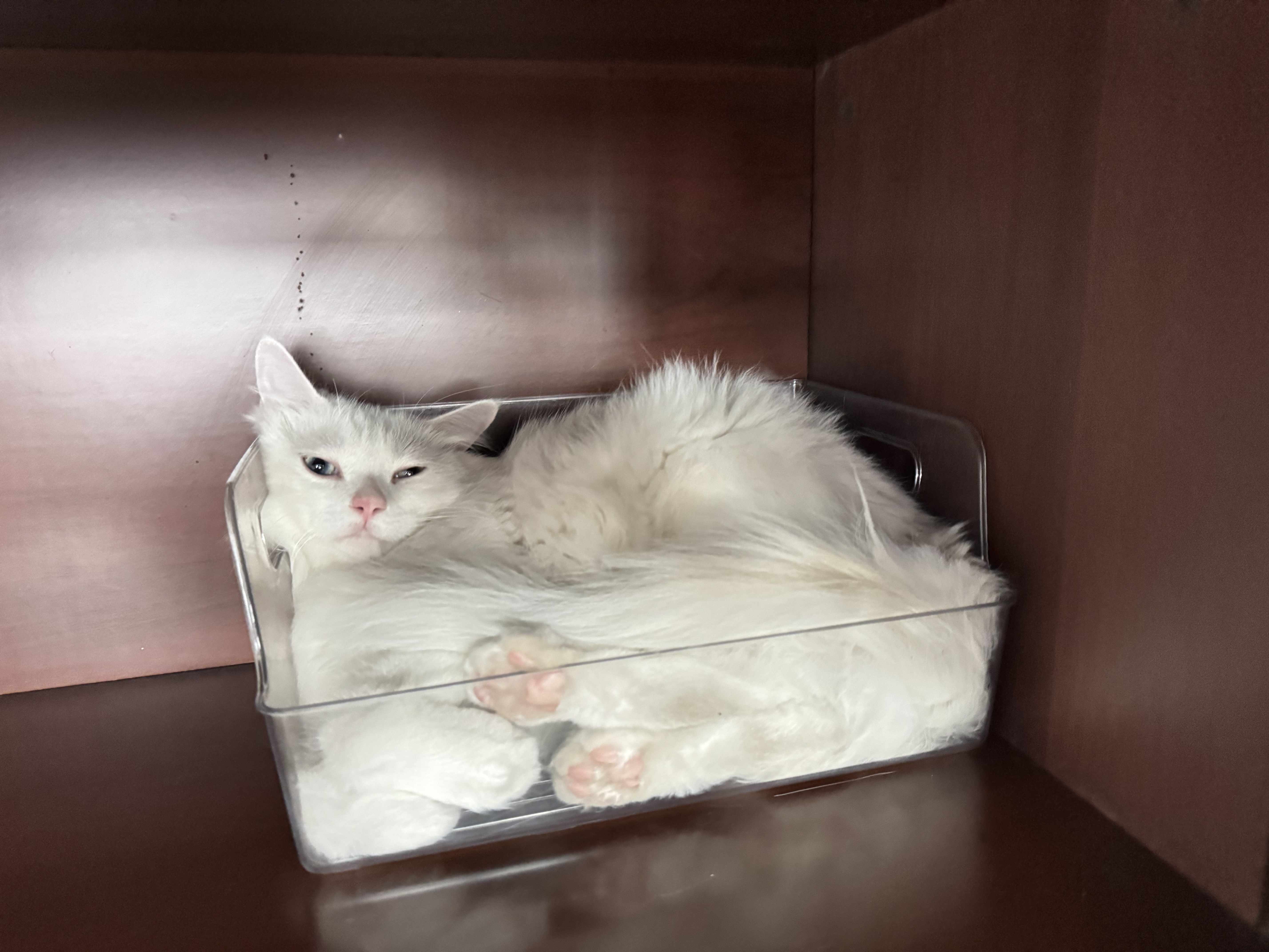 网易严选全价猫用双拼护肠盾餐盒40g*6罐 猫零食罐头主食补水 实拍图
