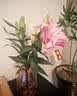 AB级优质香水百合鲜花水培插花家庭生活水养鲜切玫瑰云南产地直发 高品质【AB级随机色大花苞】百合花6朵+保鲜剂 实拍图