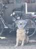 憨憨乐园伊丽莎白圈耻辱圈狗狗猫项圈猫咪头套宠物脖套大型犬防咬圈用品1 实拍图