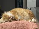 LEGENDSANDY蓝氏全价猫粮生骨肉冻干成猫幼猫猎鸟乳鸽9kg(1.5kg*6)【囤货装】 实拍图