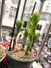 花翁香水百合种球重瓣盆栽进口球根好养花园庭院花卉绿植物源头直发 实拍图