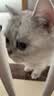 冠能猫粮成猫猫粮鸡肉味3.5kg 全价猫粮 稳固免疫 适口性强 实拍图
