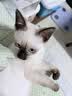 HELLOJOY猫抓柱实木剑麻猫抓板猫架猫咪玩具解闷磨爪猫抓柱立式猫树猫爬架 实拍图
