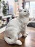 奥克斯（AUX）宠物剃毛器猫咪专用推子长毛猫电推剪静音剃猫毛神器宠物猫脚底推毛器 【长毛猫专用 可防水】标配 实拍图