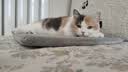 普安特猫咪狗狗宠物复合维生素片维生素b皮肤病视力衰退掉毛美毛金维葆 实拍图