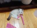坤宁王宠物猫梳子猫狗毛梳子梳毛器猫咪针梳排梳猫指甲剪深度清洁3件套 实拍图