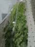 【火锅季】带根香菜100g 实拍图