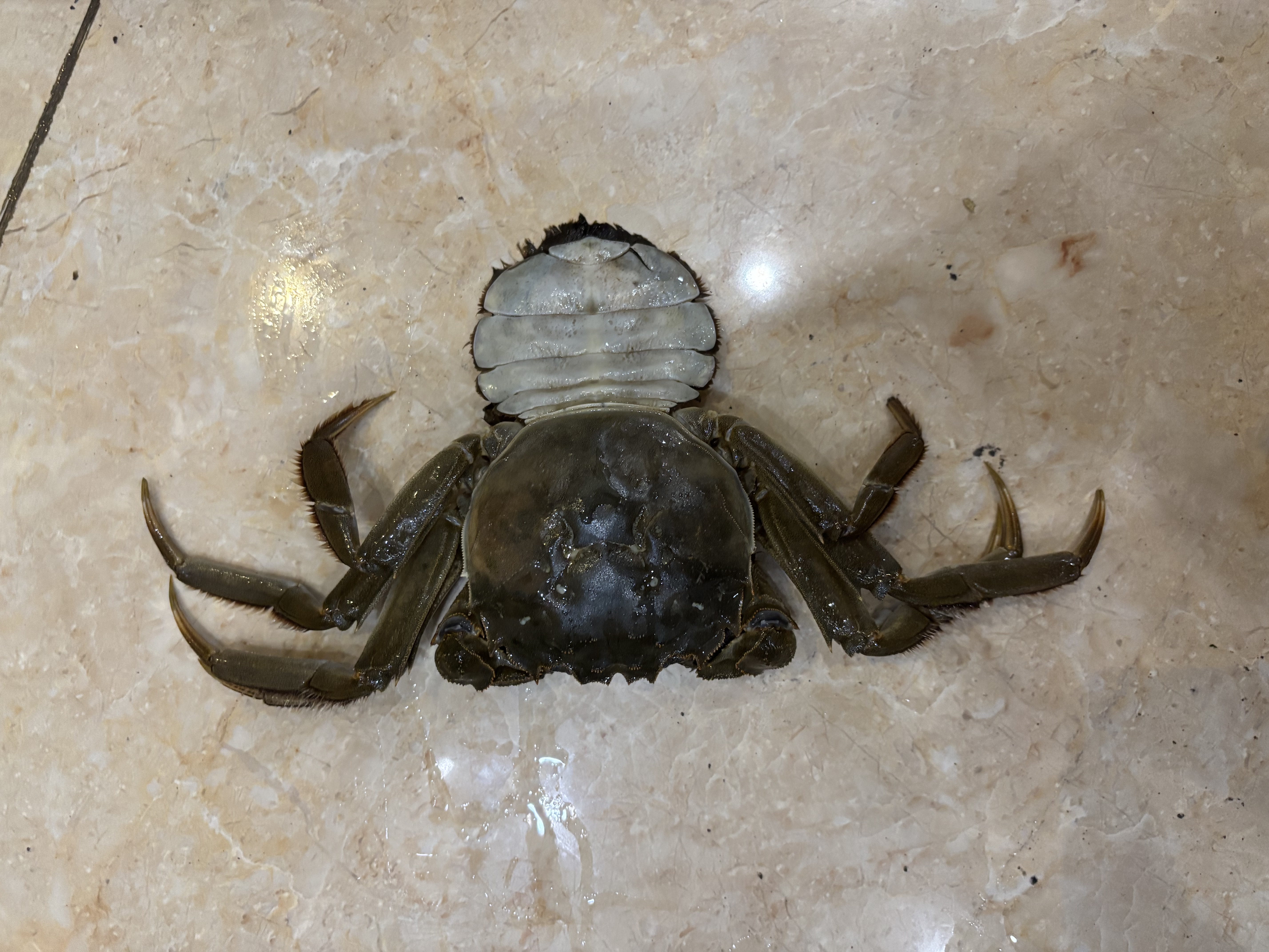 【活蟹】漁家师傅大闸蟹全母4.0-4.3两8只 去绳足重鲜活螃蟹现货生鲜水产礼盒 中秋送礼 实拍图