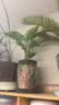 雅致40-50cm天堂鸟盆栽办公室桌面绿植室内好养花卉盆栽菱形源头直发 实拍图