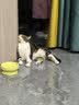 诚实一口P40全价猫粮成猫幼猫室内外80%鲜肉高蛋白长肉美毛鸡鱼味6kg 实拍图