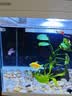 森森超白鱼缸一体缸自循环家用办公室桌面小型水族箱HEJ-380 实拍图