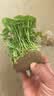 铜钱草水培植物室内办公室桌面盆栽花卉四季常青绿植净化空气懒人 铜钱草带叶子特惠款51-70根+营养液【1份】 不含盆 实拍图
