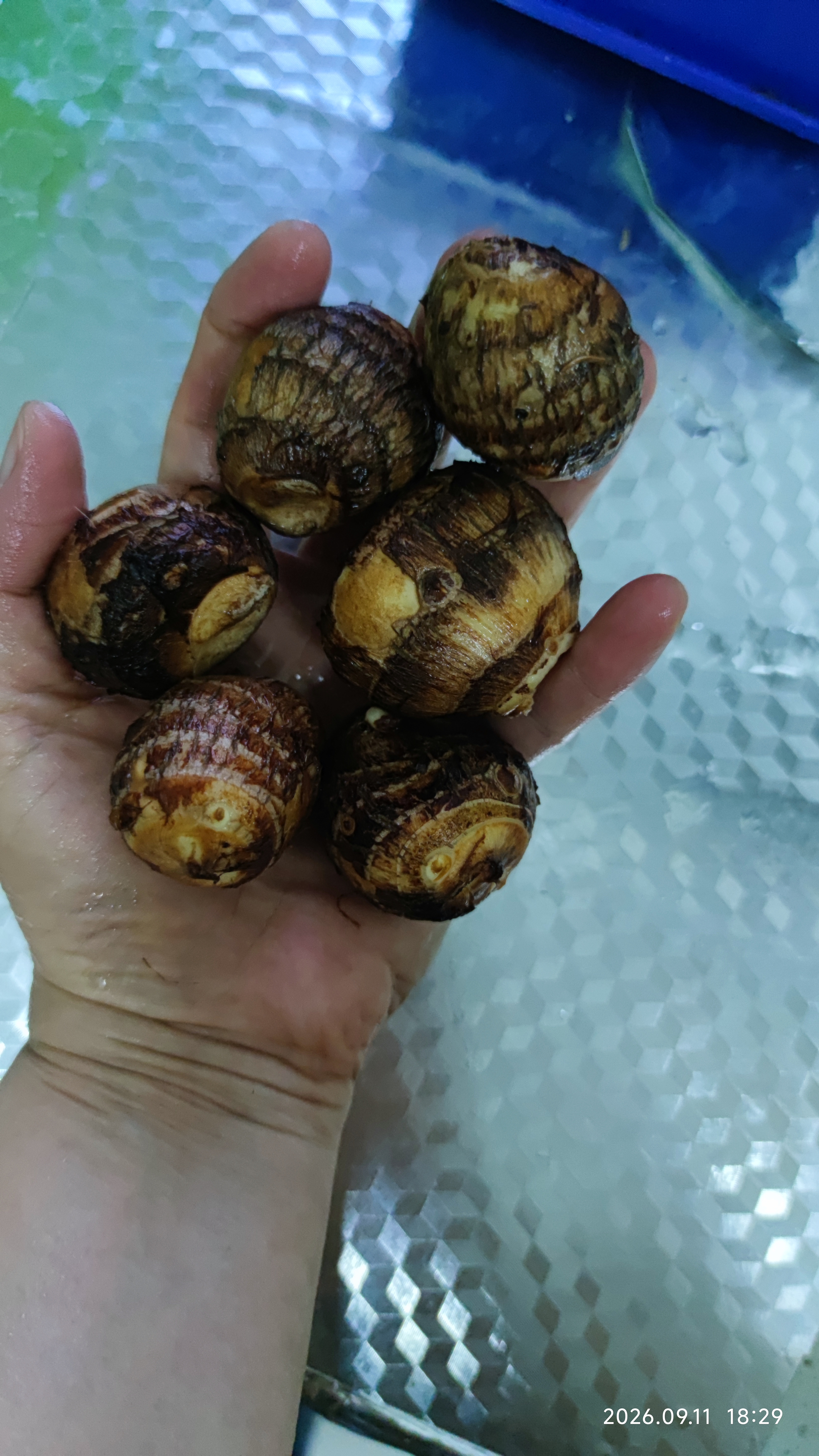 京地达山东牛奶小芋头净重5斤中果单果25g+细腻粉糯源头直发包邮 实拍图