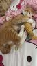 欢宠网猫玩具猫咪逗猫棒猫薄荷磨牙棒自嗨解闷神器磨牙猫猫小猫幼猫宠物 实拍图