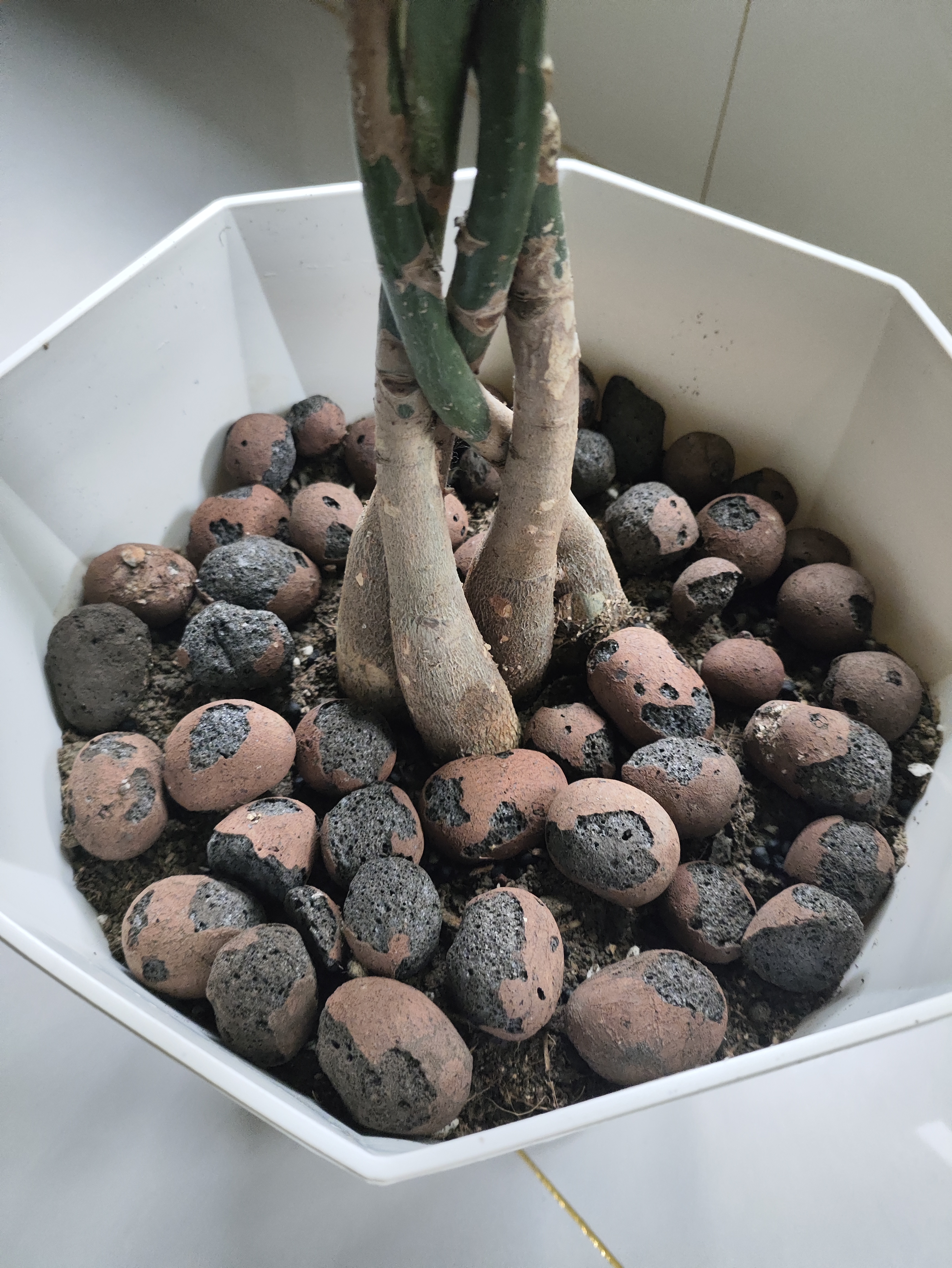 陶粒垫底养花专用彩色陶粒种花用的陶粒园艺陶粒水培小陶粒回填 精选大号陶粒1斤（1.5cm-2cm） 实拍图