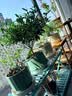 九千谷智能自动浇花机懒人浇花定时神器盆栽园林绿植喷洒滴灌滴水器9903 实拍图