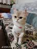 欢宠网宠物猫咪绝育服猫手术服母猫衣服断奶术后恢复猫猫小猫透气防舔衣 实拍图