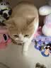 LEGENDSANDY蓝氏 全价猫粮成猫幼猫生骨肉冻干粮猎鸟乳鸽系列兔肉口味1.5kg*3 实拍图