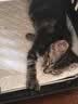 网易严选宠爱全价猫粮 实惠主粮成幼猫爱心三文鱼油美毛护胃海洋鱼2kg 实拍图