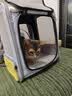 小佩宠物背包灰色 透明透气外出用大号便携小型犬双肩猫包 实拍图
