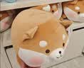 名创优品（MINISO）趣味阿柴柴犬小狗玩偶抱枕毛绒公仔床上靠枕学生午睡生日礼物可爱 实拍图