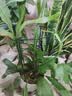 九千谷植物支撑架园艺花架阳台花园绣球月季爬藤 半圆20*35CM 3对装6393 实拍图