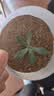 多肉植物精选随机一款多肉好养易活桌面绿植1 一颗随机品种多肉植物 实拍图