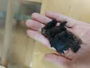 怀先生【河南焦作原产地】生地黄新鲜无硫中药材野生怀生地片怀地黄500g 实拍图