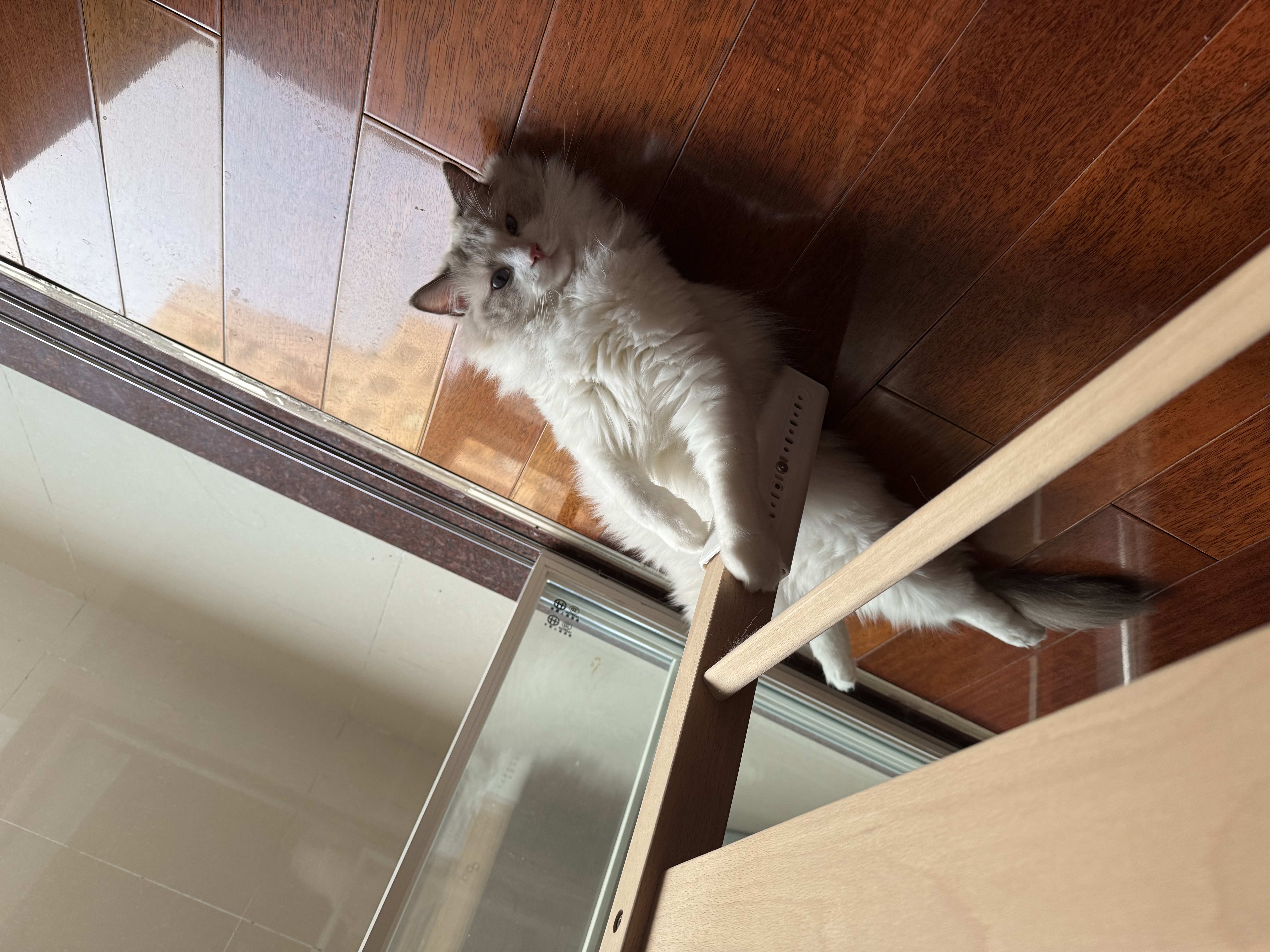 皇家猫粮 室内成猫粮 I27 通用粮 12月以上 4.5KG 实拍图