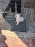 腆宠狗笼狗窝猫笼狗笼子中小型犬带厕所猫笼子大号家用室内狗围栏兔笼 实拍图
