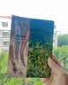珀莱雅小球藻面膜补水保湿海藻补水玻尿酸面膜男女士生日礼物 实拍图