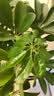 叹为观止大型植物发财树各种大颗盆栽开业乔迁客厅办公室内好养大型花卉 造型鸭脚木【1.5-1.7米】 含盆 实拍图