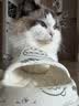 冠能猫粮成猫猫粮鸡肉味2.5kg 雀巢全价猫粮 稳固免疫 实拍图