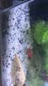 疯狂水草（FKSC）鱼缸造景底砂装饰雨花石火山石原生溪流石雨林底沙龟缸铺底石头 水晶砂1-2mm【4斤】 实拍图