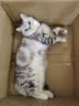 城市理享云朵轻轻无香低敏纯木薯猫砂2.5kg*4 强除臭0香精0甲醛瞬间结团 实拍图