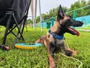 拉夫威尔ruffwear福朗特狗狗项圈遛狗绳成犬小型犬通用柯基狗狗链子 峡谷红 M 晒单实拍图