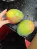 京鲜生 【自然熟】 凯特芒果 3斤装 大果 单果700g 生鲜水果 实拍图