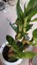 绿有意步步高观音竹富贵荷花竹水养土培盆栽室内桌摆植物吸甲醛水培植物 荷花竹5支【早安盆】 含盆 实拍图