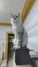 囧宝猫砂矿砂猫砂除臭香味膨润土猫砂钠基矿活性炭除臭不粘底猫砂20斤 原味矿砂20斤*1包 实拍图