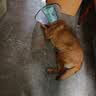憨憨乐园伊丽莎白圈耻辱圈狗狗猫项圈猫咪头套宠物脖套大型犬防咬圈用品1 实拍图